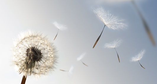 Seeds of Growth, Foto: James Thew / Adobe Stock #7095311 Seeds of Growth, Foto: James Thew / Adobe Stock #7095311